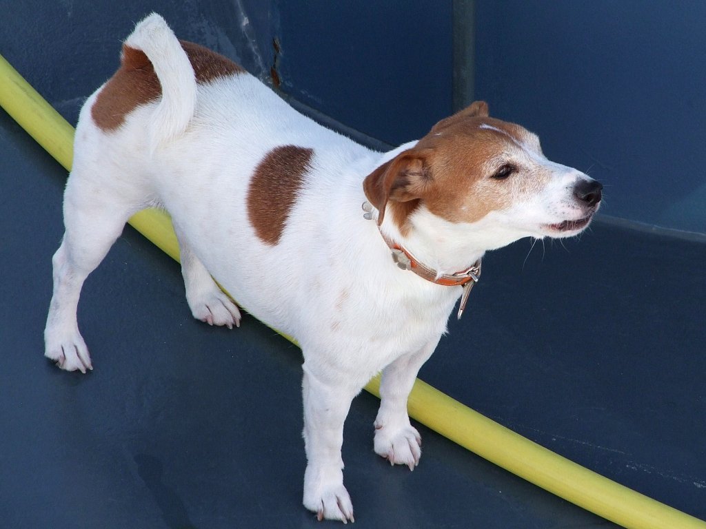 Wachhund auf einem Frachtschiff;100830