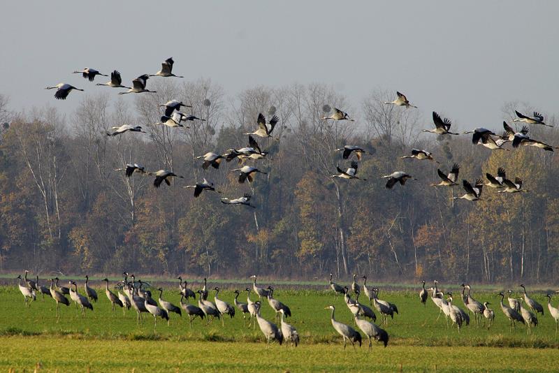 Whrend ein Teil eines groen Kranichschwarms auf dem Feld weiter nach Nahrung sucht, startet ein anderer Teil zu einem neuen Futterplatz in der Champagne; 19.11.2011