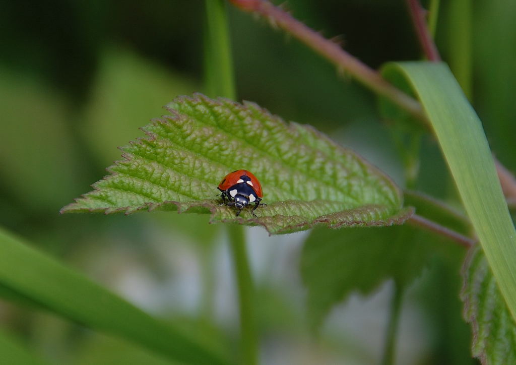 Whrend ich auf den nchsten Zug der vorberhuschen wird wartete, blickte ich hinunter auf die Vegetation und entdeckte diesen munteren Gesellen auf dem Himbeerblatt....Marienkfer am 30.5.2012 bei Jchen abgelichtete.