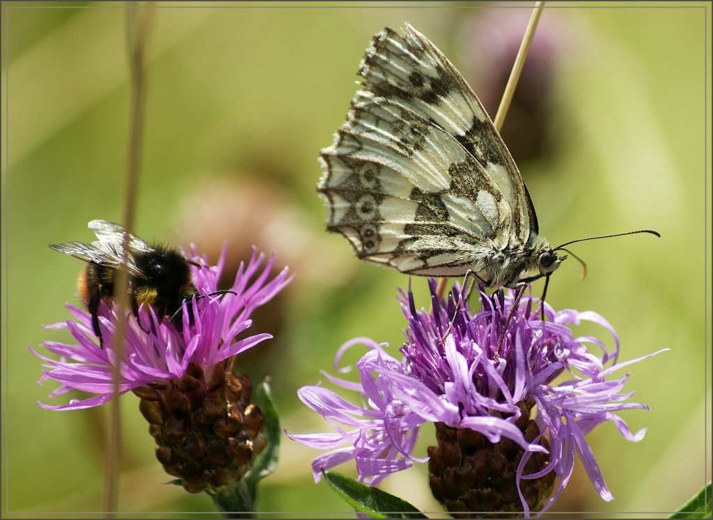 Whrend der Schachbrettschmetterling es sich schmecken liess, bekam er einen Nachbar.
(14.08.2012)