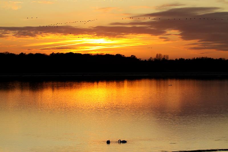 Whrend Schwne im Sonnenuntergang auf dem Lac du Der sitzen, ziehen Kraniche am Abendhimmel von ihren Futterpltzen zu den Schlafpltzen am See; 18.11.2011