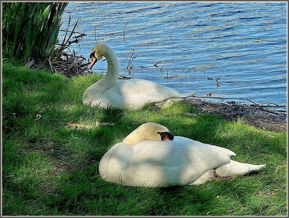 Whrend sich die Eltern im Schatten ausruhen... 23.05.10 (Jeanny)