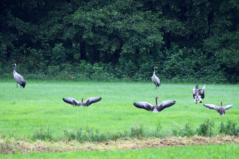 Whrend zwei Kraniche am Waldrand nach Nahrung suchen, landet eine Schar Saatgnse. Nordwestmecklenburg, 14.07.2011