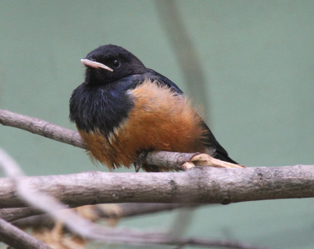 Wahrscheinlich ist dies ein junger Dreifarben-Glanzstar (Lamprotornis superbus). Zoo Berlin am 25.2.2010. 
