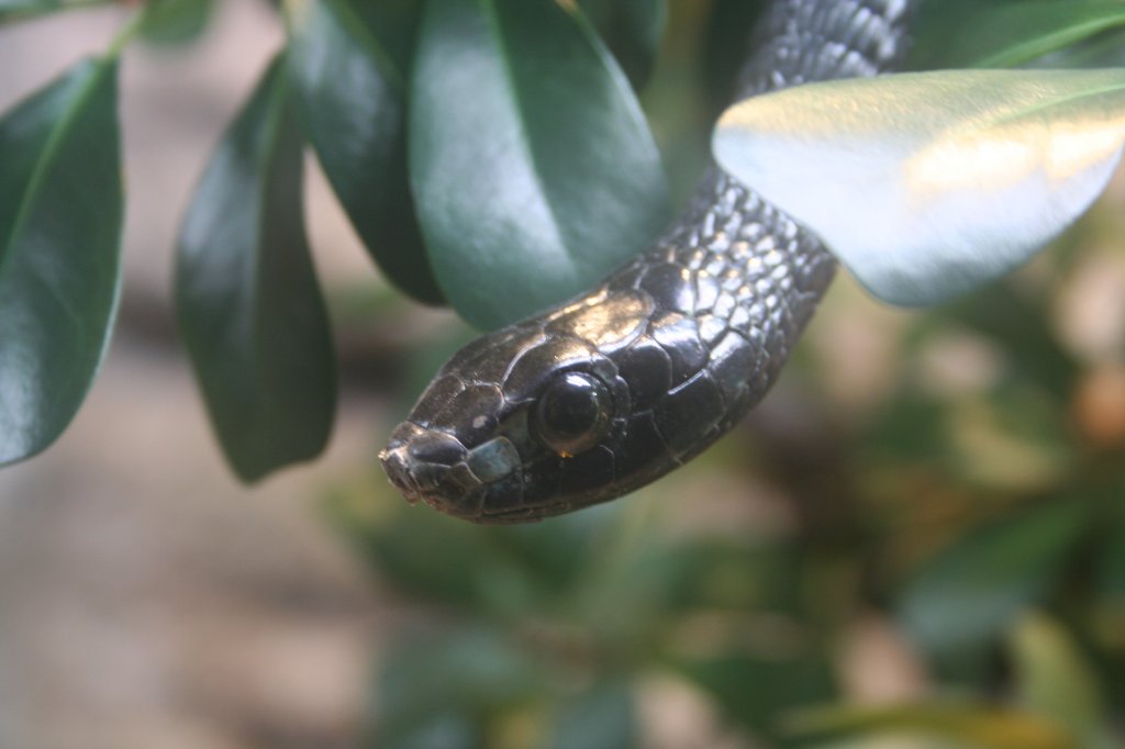 Wahrscheinlich eine Natter - Boomslang(dispholidus typus) auf einem Ast. Skansen 13.12.2008.