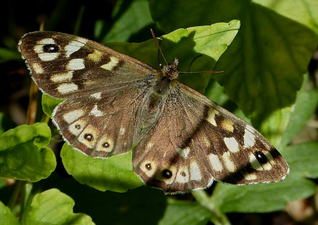 Waldbrettspiel mit geffneten Flgeln auf einem Blatt, aufgenommen am 02.06.2013.