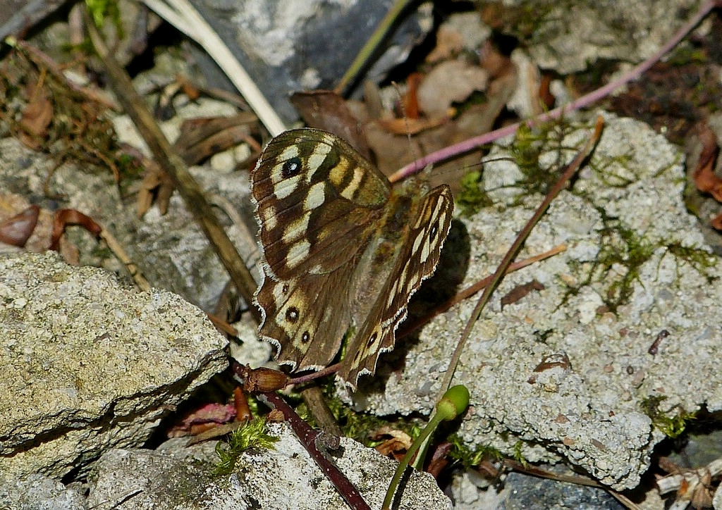 Waldbrettspiel (Pararge aegeria tircis) mit halb geffneten Flgeln.  02.06.2013