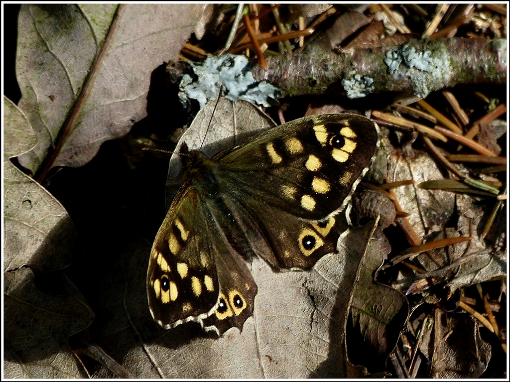 Waldbrettspiel (Pararge aegeria), Weibchen. 29.04.2012 (Hans)