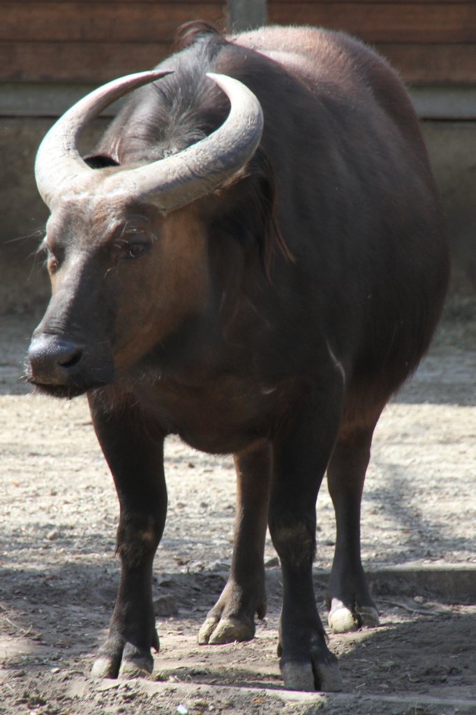 Waldbffel (Syncerus caffer nanus) im Tierpark Berlin.