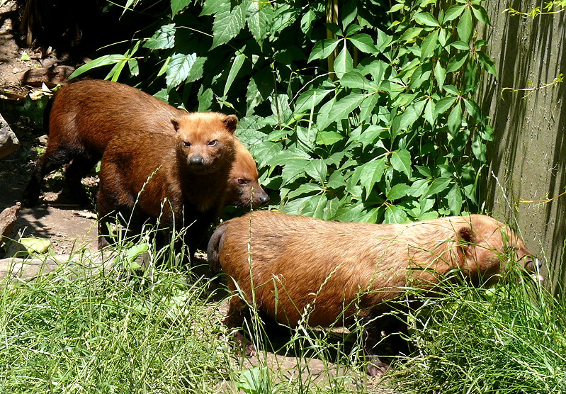 Waldhunde am 12.06.2009 in Wilhelma/Stuttgart