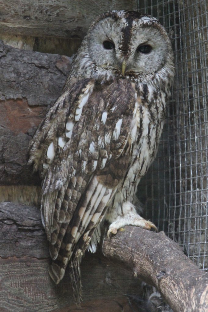 Waldkauz (Strix aluco) am 4.6.2010 im Vogelpark Steinen.