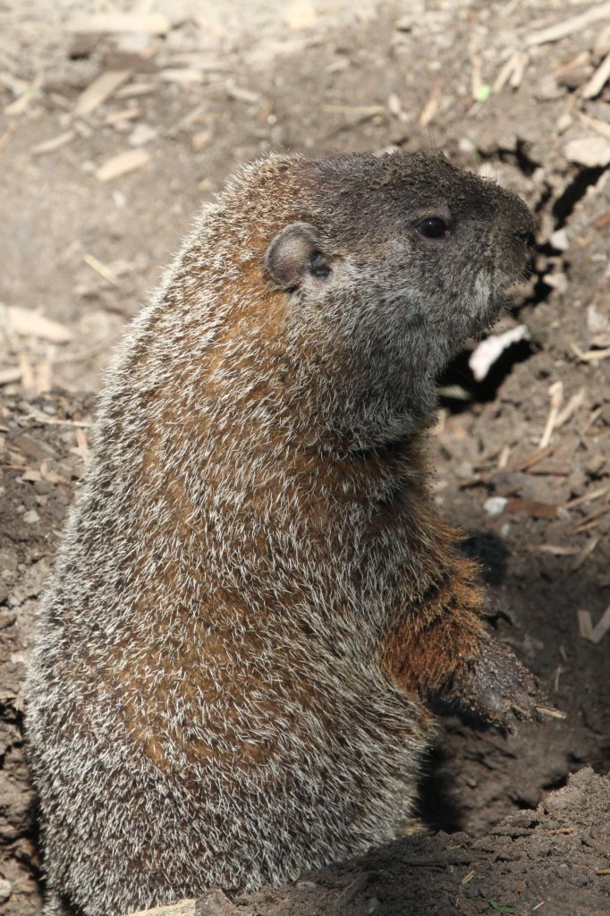 Waldmurmeltier (Marmota monax) bei einer kurzen Pause, bevor weitergegraben wird.. Toronto Zoo am 13.9.2010.
