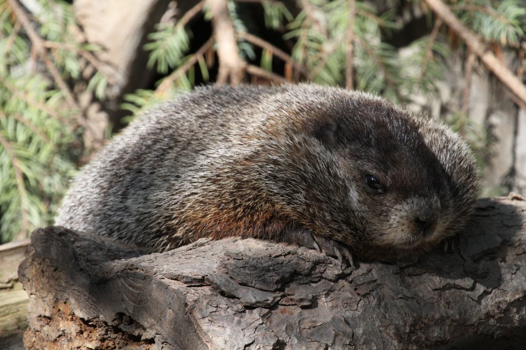 Waldmurmeltier oder auch Woodchuck (Marmota monax) am 13.9.2010 im Toronto Zoo.