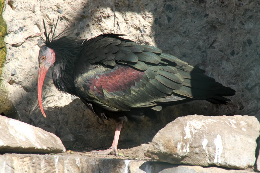 Waldrapp (Geronticus eremita) im Tierpark Berlin.