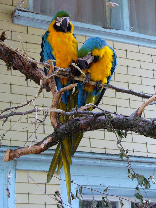 Walter Zoo Gossau/SG - Bewohner 2 Gelbbrust Aras .. Foto vom 20.05.2007