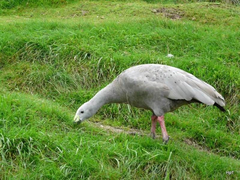 Walter Zoo Gossau/SG - Bewohner eine Hnergans .. Foto vom 06.09.2008