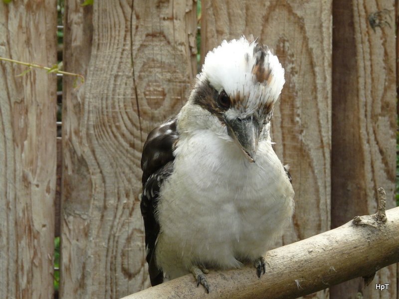 Walter Zoo Gossau/SG - Bewohner ein Lachender Hans .. Foto vom 06.09.2008