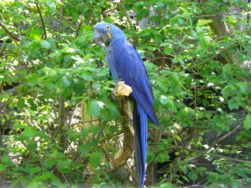 Walter Zoo Gossau/SG - Bewohner ein Blauer Papagei .. Foto vom 20.05.2007
