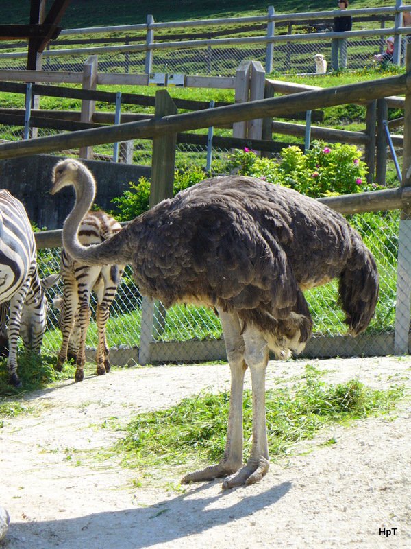 Walter Zoo Gossau/SG - Bewohner ein Strauss .. Foto vom 20.05.2007