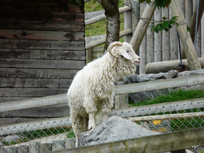 Walter Zoo Gossau/SG - Bewohner eine Angoraziege .. Foto vom 06.09.2008