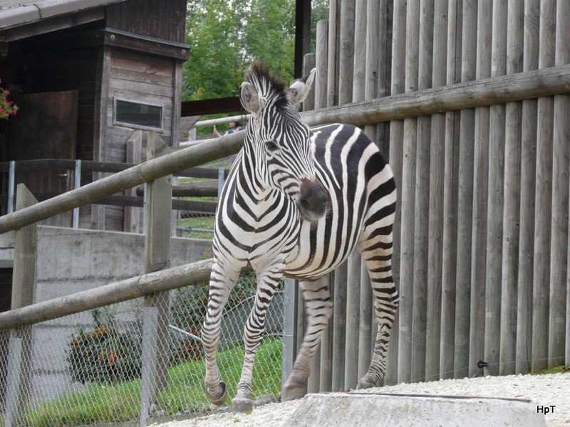 Walter Zoo Gossau/SG - Bewohner ein Junges Grantzebra .. Foto vom 06.09.2008