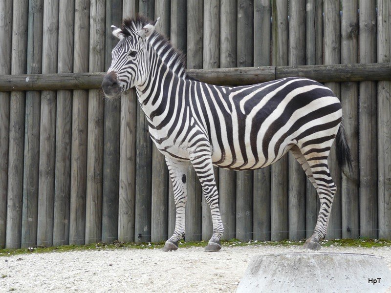 Walter Zoo Gossau/SG - Bewohner ein Grantzebra .. Foto vom 06.09.2009