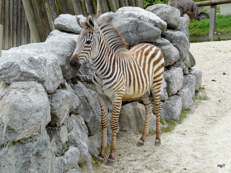 Walter Zoo Gossau/SG - Bewohner ein Junges Grantzebra .. Foto vom 06.09.2008