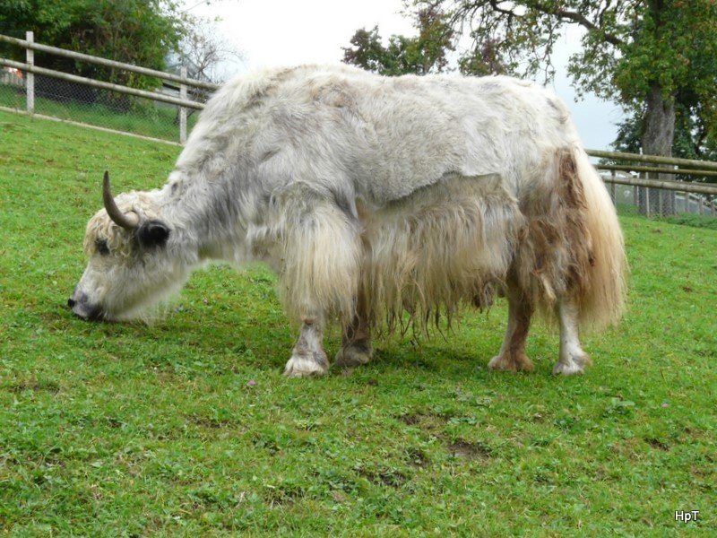 Walter Zoo Gossau/SG - Bewohner ein Weisses Haus-Yak .. Foto vom 06.09.2008