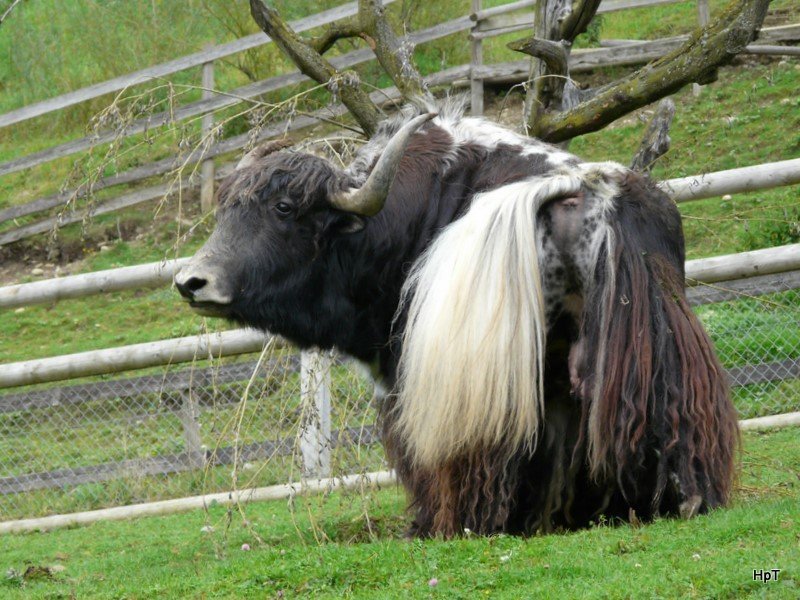 Walter Zoo Gossau/SG - Bewohner ein Schwarz-Weisser Haus-Yak Bulle .. Foto vom 06.09.2008