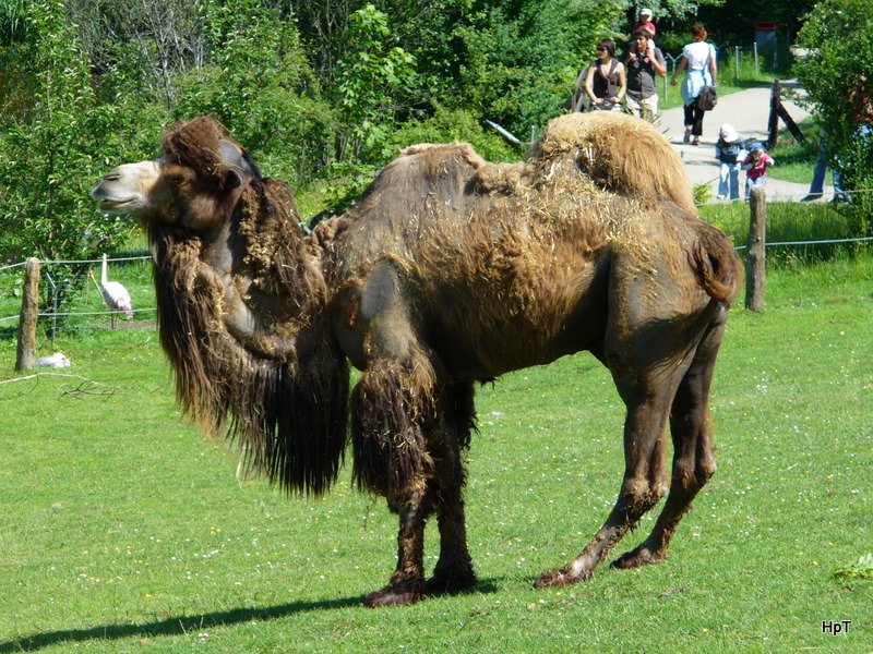 Walter Zoo Gossau/SG - Bewohner ein Kamel Bulle .. Foto vom 20.05.2007