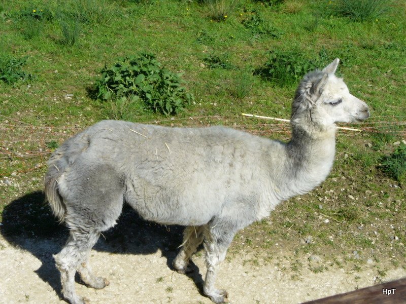 Walter Zoo Gossau/SG - Bewohner ein Lama .. Foto vom 20.05.2007