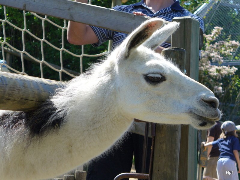 Walter Zoo Gossau/SG - Bewohner ein Lama .. Foto vom 20.05.2007