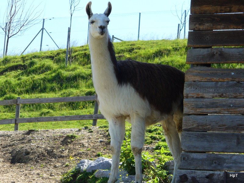 Walter Zoo Gossau/SG - Bewohner ein Lama .. Foto vom 20.05.2007