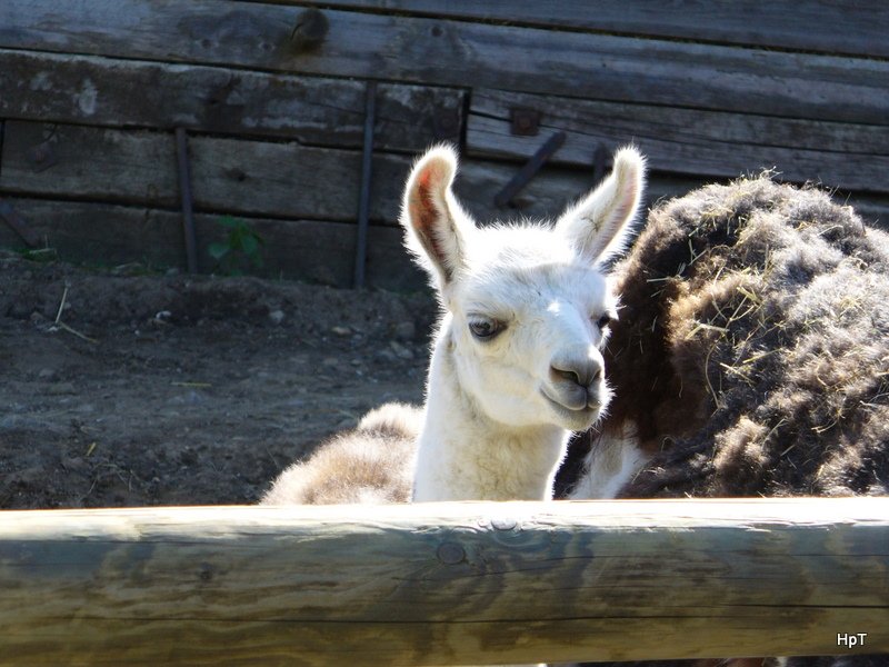 Walter Zoo Gossau/SG - Bewohner ein Junges Lama .. Foto vom 20.05.2007