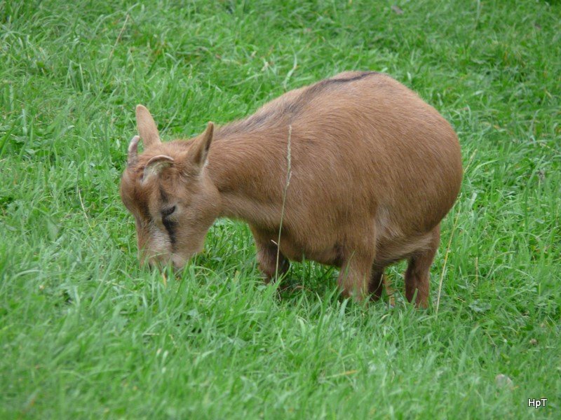 Walter Zoo Gossau/SG - Bewohner ein Kleien Ziege .. Foto vom 06.09.2008