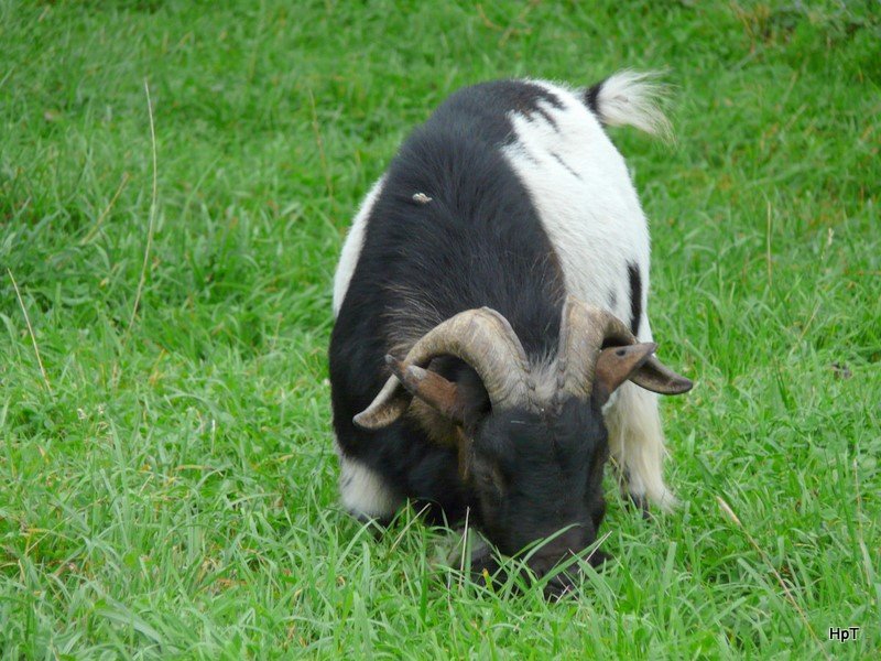 Walter Zoo Gossau/SG - Bewohner ein Ziegenbock .. Foto vom 06.09.2008