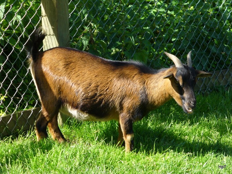 Walter Zoo Gossau/SG - Bewohner eine Braune Ziege .. Foto vom 20.05.2007