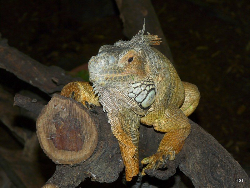 Walter Zoo Gossau/SG - Bewohner ein Leguan.. Foto vom 20.05.2007