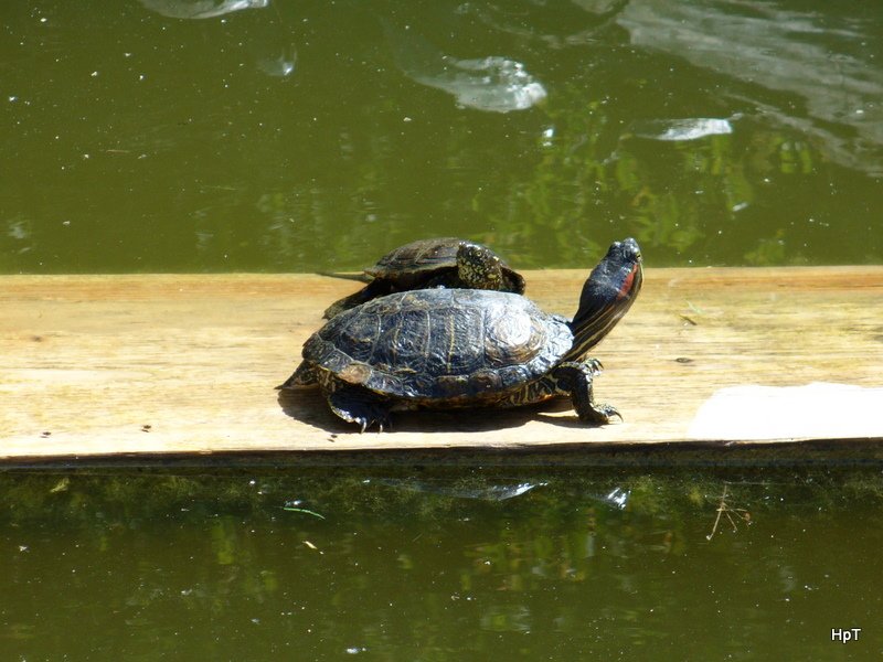 Walter Zoo Gossau/SG - Bewohner eine Gelbwangenschildkrte und Rotwangenschildkrte zusammen am Sonnenbad .. Foto vom 20.05.2007