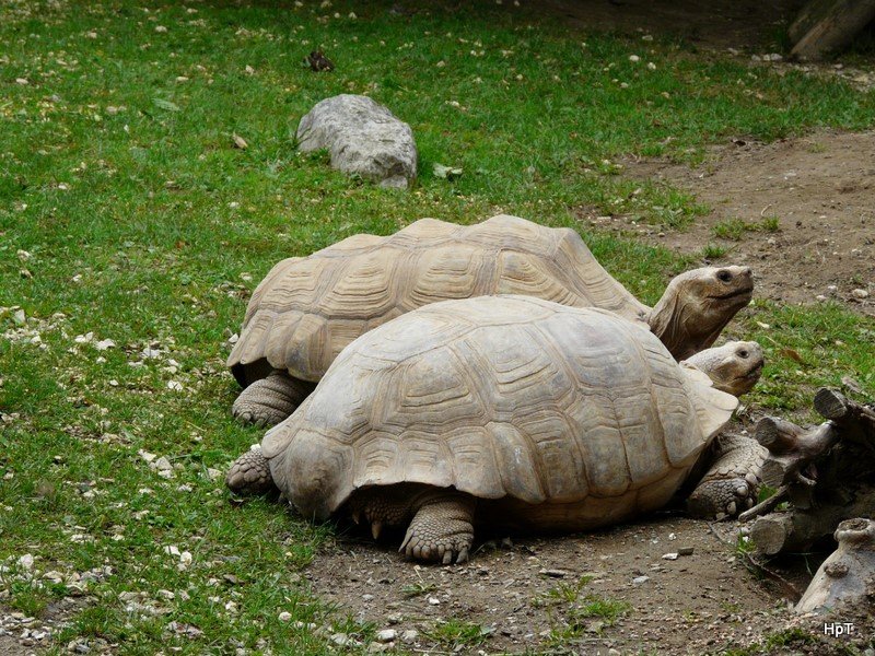 Walter Zoo Gossau/SG - Bewohner zwei Sporenschildkrten .. Foto vom 06.09.2008