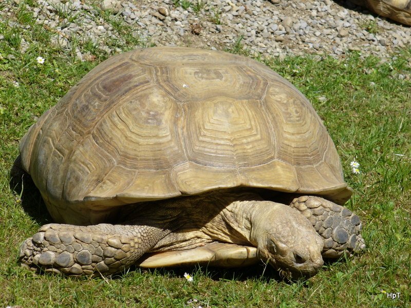 Walter Zoo Gossau/SG - Bewohner eine Sporenschildkrten .. Foto vom 06.09.2008