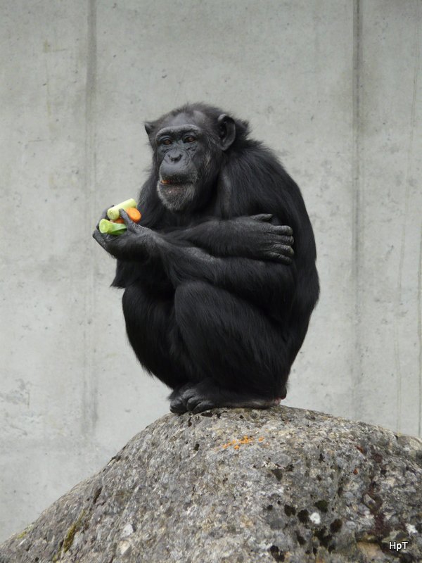 Walter Zoo Gossau/SG - Bewohner ein Schimpanse beim Essen .. Foto vom 06.09.2008