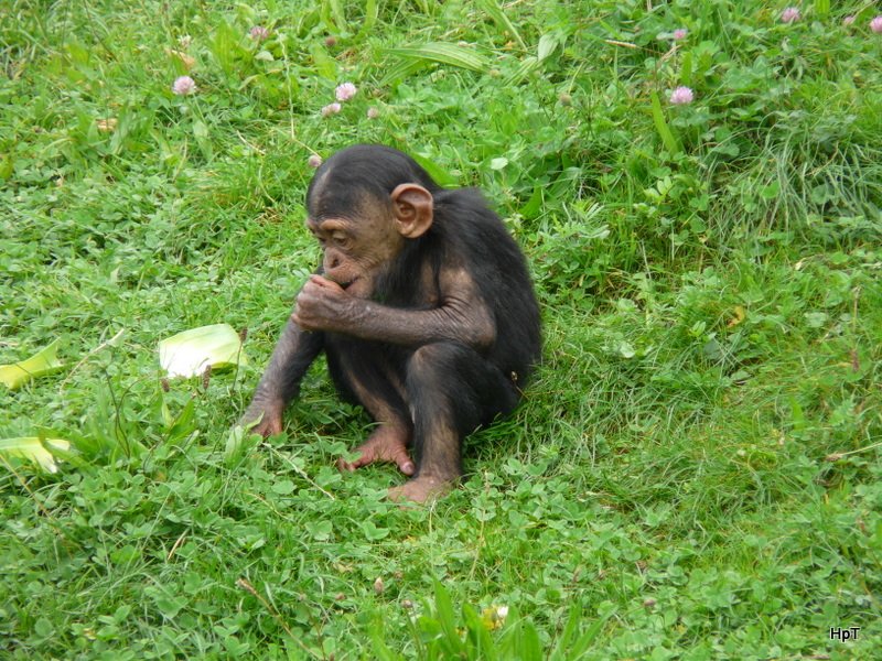 Walter Zoo Gossau/SG - Bewohner ein Junger Schipanse .. Foto vom 06.09.2008