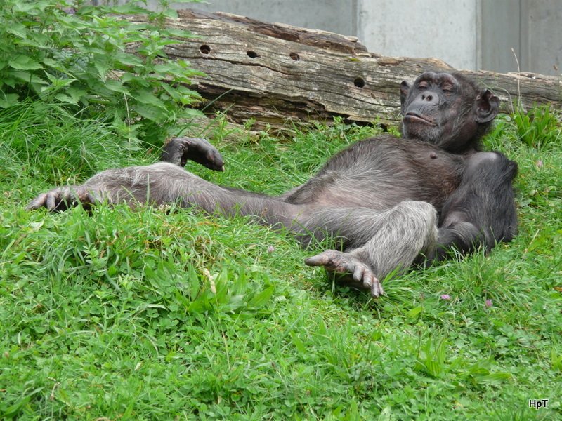 Walter Zoo Gossau/SG - Bewohner ein Schimpanse beim Mittagsschlaf .. Ahhhh bin ich Mde .. .. Foto vom 06.09.2008