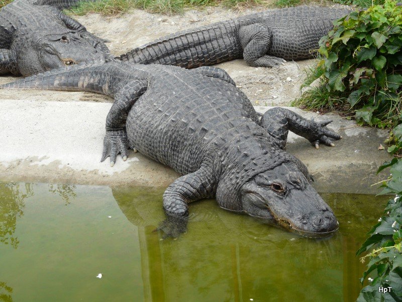 Walter Zoo Gossau/SG - Eine Gruppe Krokodile .. Foto vom 06.09.2008