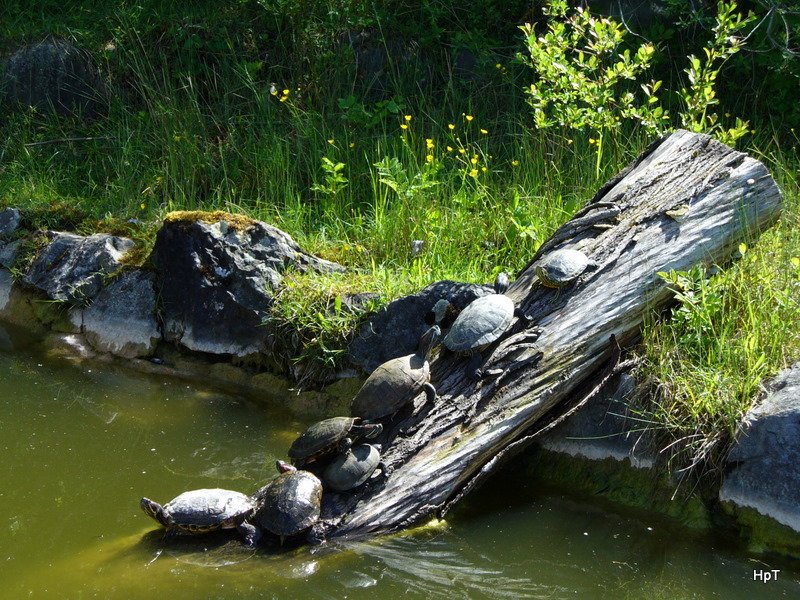 Walter Zoo Gossau/SG - Stau auf dem Baumstam .. Gelbwangenschildkrten und Rotwangenschildkrten zusammen am Sonnenbad .. Foto vom 20.05.2007