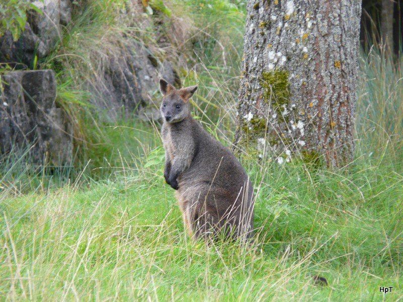 Walter Zoo Gossau/SG - Sumpf Wallaby .. Foto vom 20.05.2007