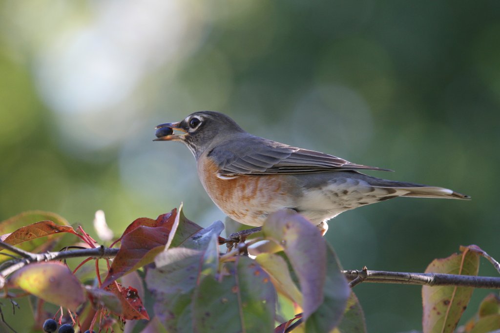 Wanderdrossel (Turdus migratorius) am 25.9.2010 im Toronto Zoo.