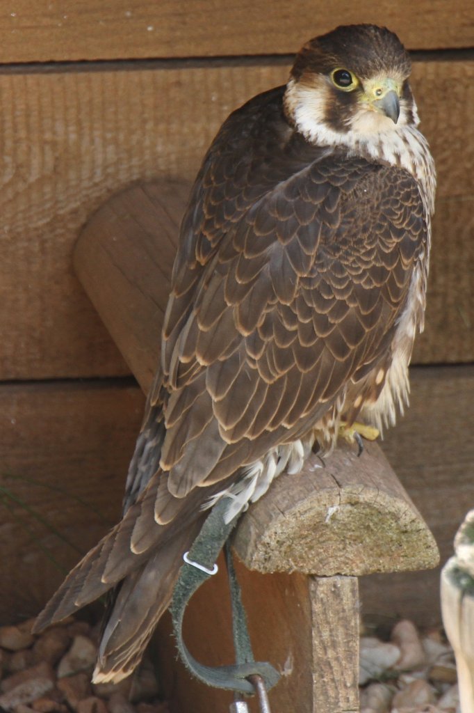 Wanderfalke (Falco peregrinus) am 4.6.2010 im Vogelpark Steinen.