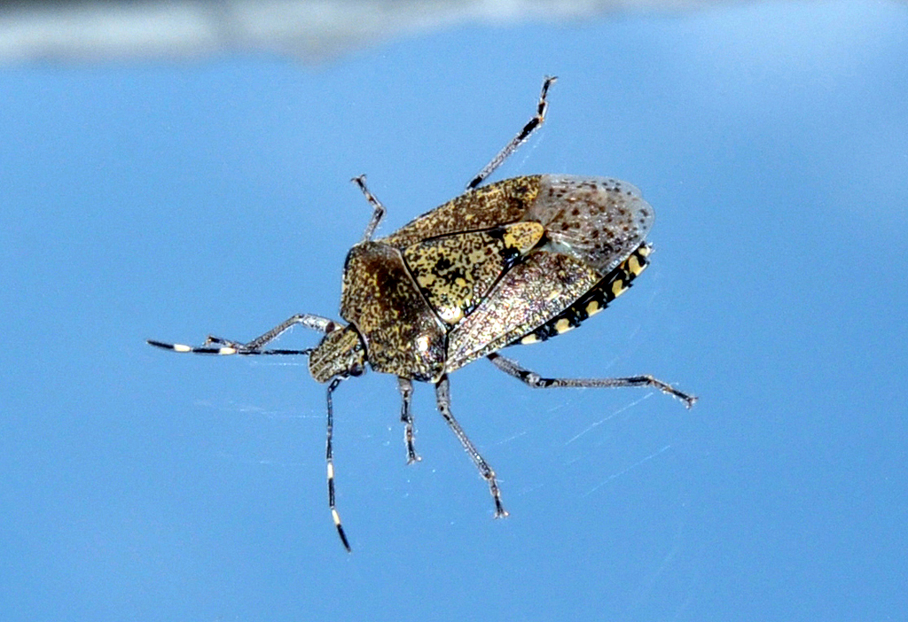 Wanze am Fenster - 25.04.2013